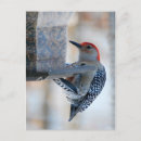 Search for feeders postcards Tree