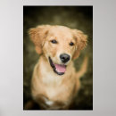 Search for cute golden retriever puppy posters Baby animals