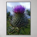 Search for scottish thistle posters Flower