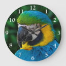 Search for parrot clocks Exotic