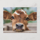 Search for baby cow postcards cute baby animal