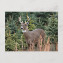 Search for deer buck postcards White
