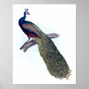 Recherche de paon indien art Oiseau
