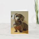 Search for daschund cards Animals