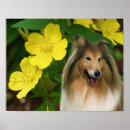 Search for sable posters Animal