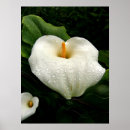Search for callas posters Nature