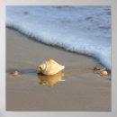 Recherche de plage de coquille art Coquillages