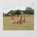 Search for ungulate postcards Wildlife