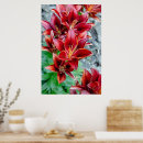 Recherche de stargazer lily posters Floral
