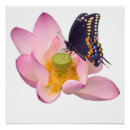 Recherche de fleur lotus rose posters Nature