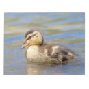 Recherche de plongée blocsnotes Canard