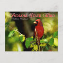 Search for cardinal horizontal postcards Songbird