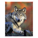 Recherche de loup posters Sauvage
