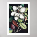 Recherche de vintage magnolia posters Sud