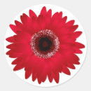 Search for gerbera daisy stickers Floral