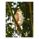 Search for ornithological posters Bird of prey