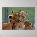Search for lioness art Cats
