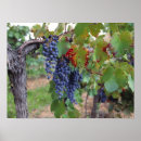 Recherche de fruit de la vigne posters Bouquet