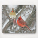 Recherche de cardinalis Plumes