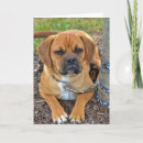 Search for puggle postcards Puppy