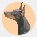 Recherche de dobermann noir autocollants Dobie