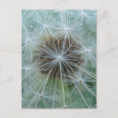 Recherche de dandelion cartes postales Floral