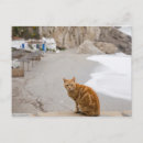 Search for structures built by animals Looking at camera