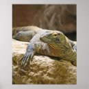 Search for komodo dragon posters Reptile