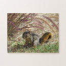 Recherche de écureuil puzzles Herbe