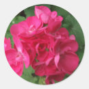 Search for geranium round stickers Flower