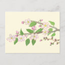 Search for apple blossom birthday cards Bloom
