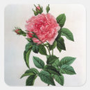 Search for pierre joseph redoute stickers Illustration