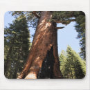 Search for sequoia mousepads Nature