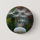 Search for dandelion buttons Nature photography