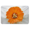 Search for white daffodil magnets Floral