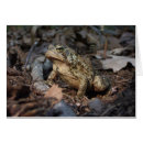 Recherche de humour de crapaud cartes postales Nature