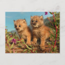 Recherche de lynx canadien posters Chaton