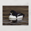 Search for wildlife postcards Lake