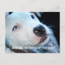 Recherche de compagnie cartes postales Dogs