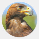 Search for golden eagles stickers Raptor