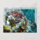 Search for hawksbill postcards Reef