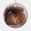 Search for squirrel ornaments Humour