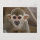 Recherche de d araignée cartes postales Singe