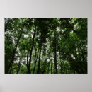 Recherche de arbres noirs blancs posters Bois