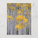 Search for this plants trees postcards Yellow