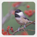 Recherche de adams autocollants Nature