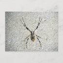 Recherche de araignée jaune cartes postales Web