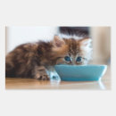 Search for persian stickers Photography