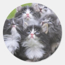 Search for cute kitten stickers Furry