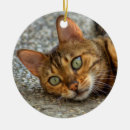 Search for bengal cat ornaments Cats